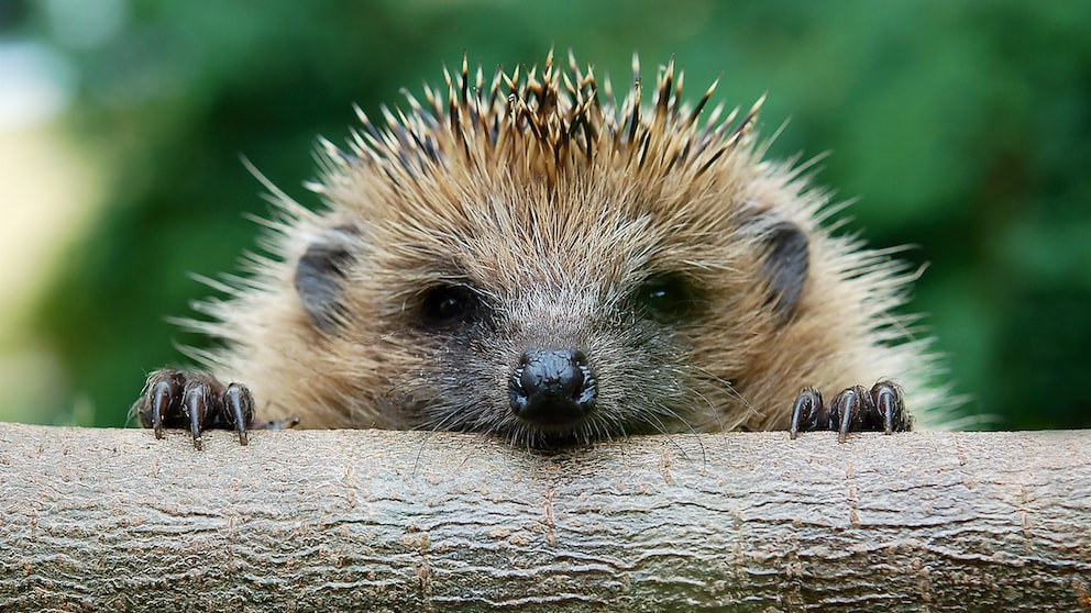 Igel schaut über einen Baumstamm