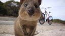 Ein Quokka auf Rottness Island lächelt in die Kamera