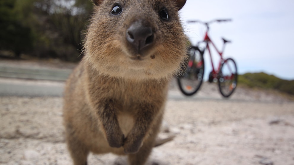 Ein Quokka auf Rottness Island lächelt in die Kamera