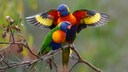 Zwei Regenbogenloris auf einem Ast