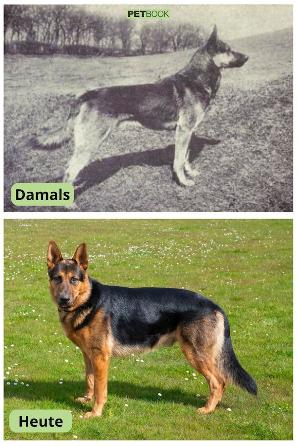 Hunderassen vor 100 Jahren vs. heute So haben sie sich verändert PETBOOK