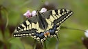 Schwalbenschwanz (Papilio machaon)