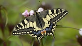 Schwalbenschwanz (Papilio machaon)