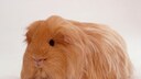 Sheltie Meerschweinchen