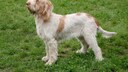 Spinone Italiano