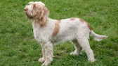 Spinone Italiano