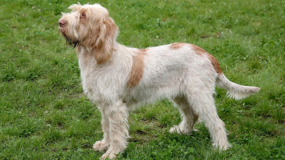 Spinone Italiano