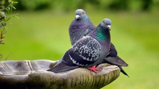 Tauben auf einer Vogeltränke