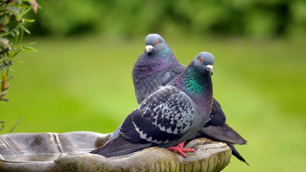 Tauben auf einer Vogeltränke