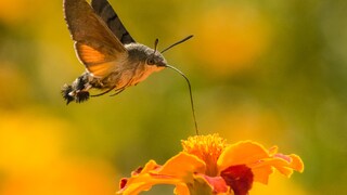 Ein Taubenschwänzchen trinkt mit seiner langen Zunge an einem Blütenkelch