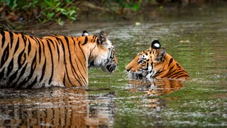 Zwei Tiger sind im Wasser