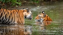 Zwei Tiger sind im Wasser