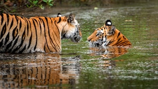 Zwei Tiger sind im Wasser