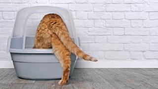 Katze steigt ins Katzenklo