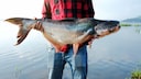 Angler hält einen großen Fisch in den Händen