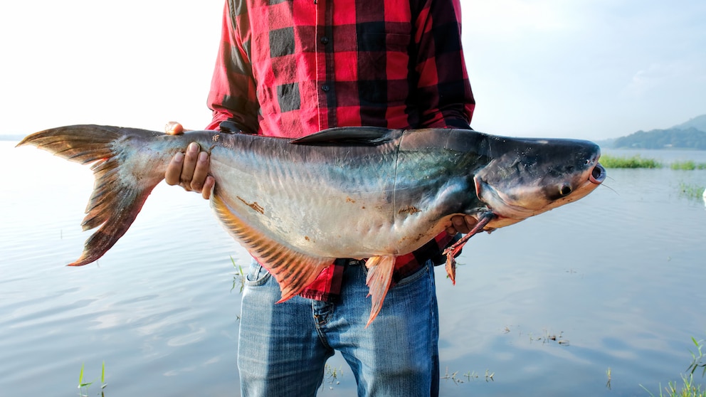 Angler hält einen großen Fisch in den Händen