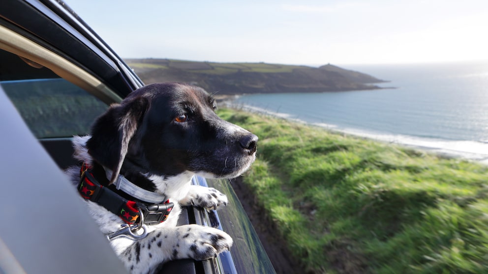 Hund schaut aus dem Autofenster in die Landschaft