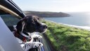 Hund schaut aus dem Autofenster in die Landschaft