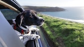Hund schaut aus dem Autofenster in die Landschaft