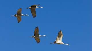 Kraniche fliegen