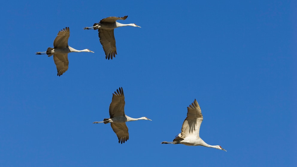 Kraniche fliegen