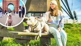 American Stafford-Mischling Tyson ist gerne und viel unterwegs. Auf seinen Reisen immer mit dabei: Seine mehr als 10.000 Insta-Follower.