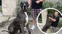 Ist Deutsche Dogge Ramses der gr&ouml;&szlig;te Hund der Welt?
