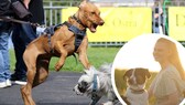 Das reaktive Verhalten von Hund Davey stellt Fabienne immer wieder vor Herausforderungen.