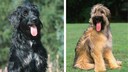 Der Wäller ist ein Hybridhund, made in Germany. Er wurde aus Briard und Australian Shepherd gezüchtet