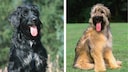 Der Wäller ist ein Hybridhund, made in Germany. Er wurde aus Briard und Australian Shepherd gezüchtet