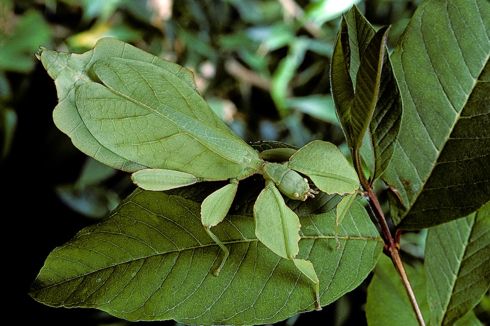 Wandelndes Blatt