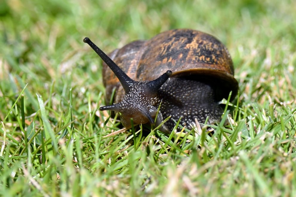 Weinbergschnecke