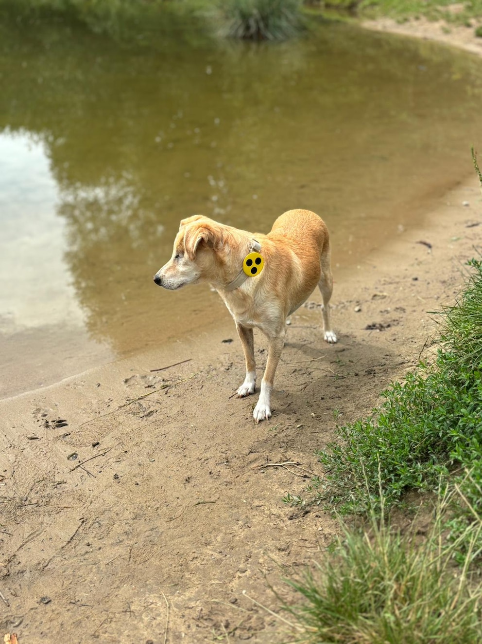 Hündin Kira mit Blindenmarke am Wasser