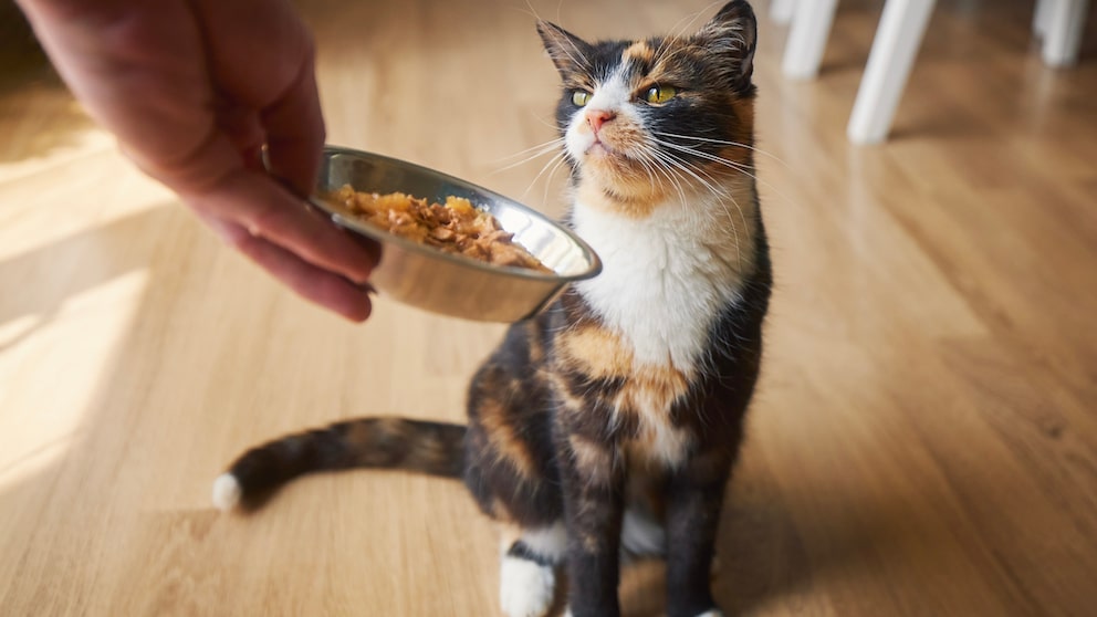 Mensch stellt Futternapf vor Katze ab