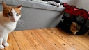 Yumi hat sich direkt nach ihrem EM-2024-Tipp in hier Hundezelt verzogen, während Remo das Problem nicht versteht