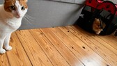 Yumi hat sich direkt nach ihrem EM-2024-Tipp in hier Hundezelt verzogen, während Remo das Problem nicht versteht
