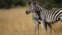 Ein Zebra mit seinem Fohlen in der Savanne