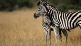 Ein Zebra mit seinem Fohlen in der Savanne