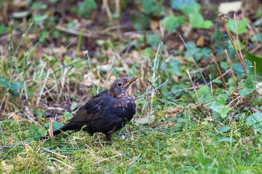 Amsel (Turdus merula) mit Anzeichen und Verhalten einer möglichen Infektion mit dem Usutu Virus, Bayern, Deutschland