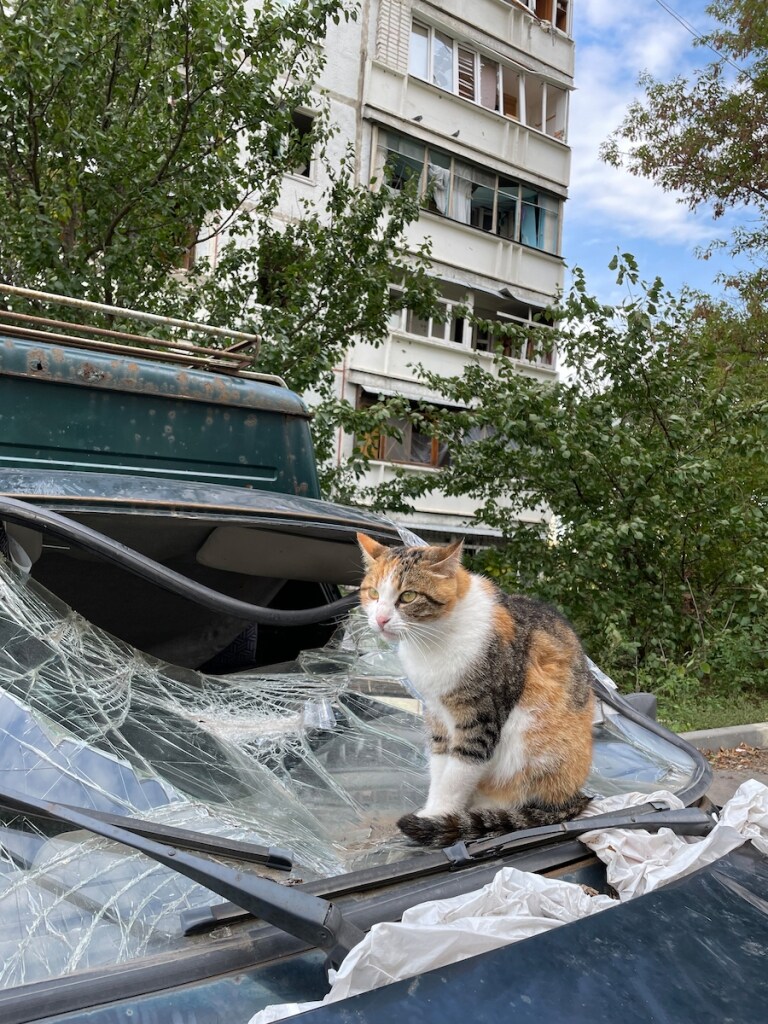 Dreifarbige Katze hockt auf zerstörtem Auto in Charkiw