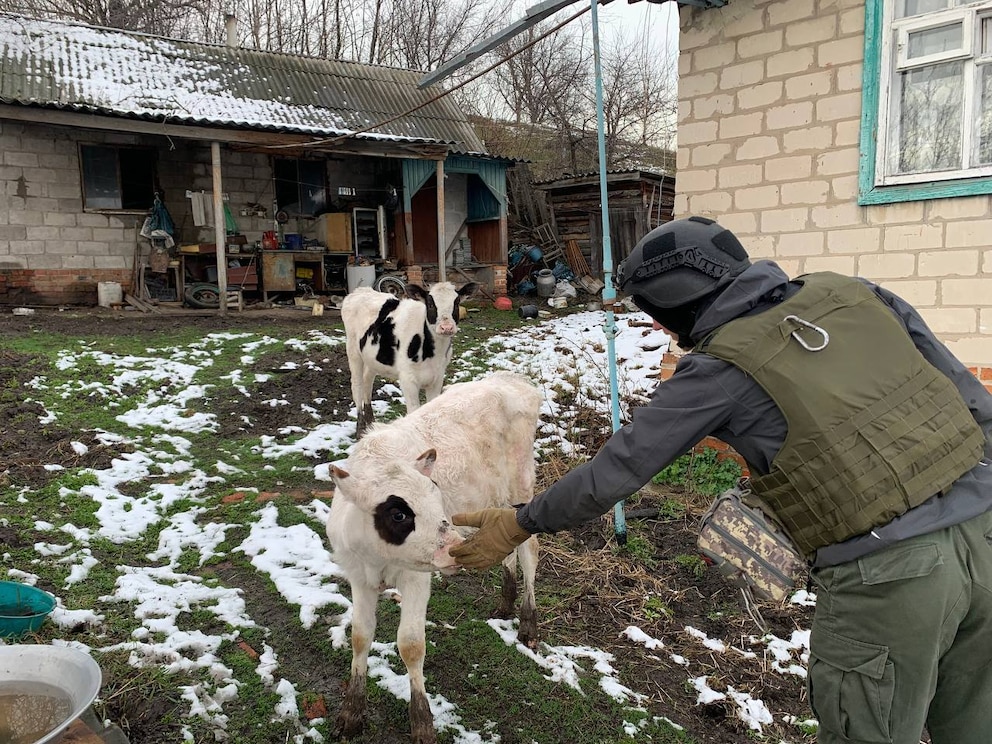 Kälber werden von Soldaten aus den Kriegsgebieten in der Ukraine evakuiert