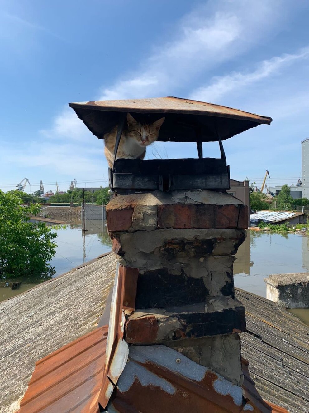 Eine Katze sitzt unter einem Schornstein, hinter ihr die Überschwemmung von Cherson