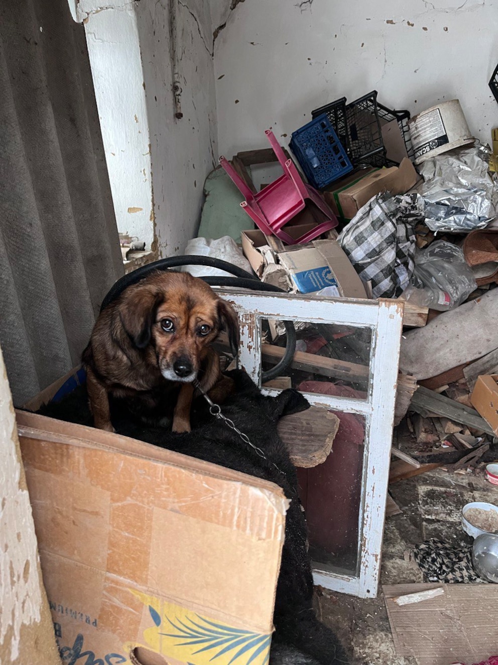 Ein verängstiger Hund an einer Kette hockt in einem zerstörten Haus in der Ukraine