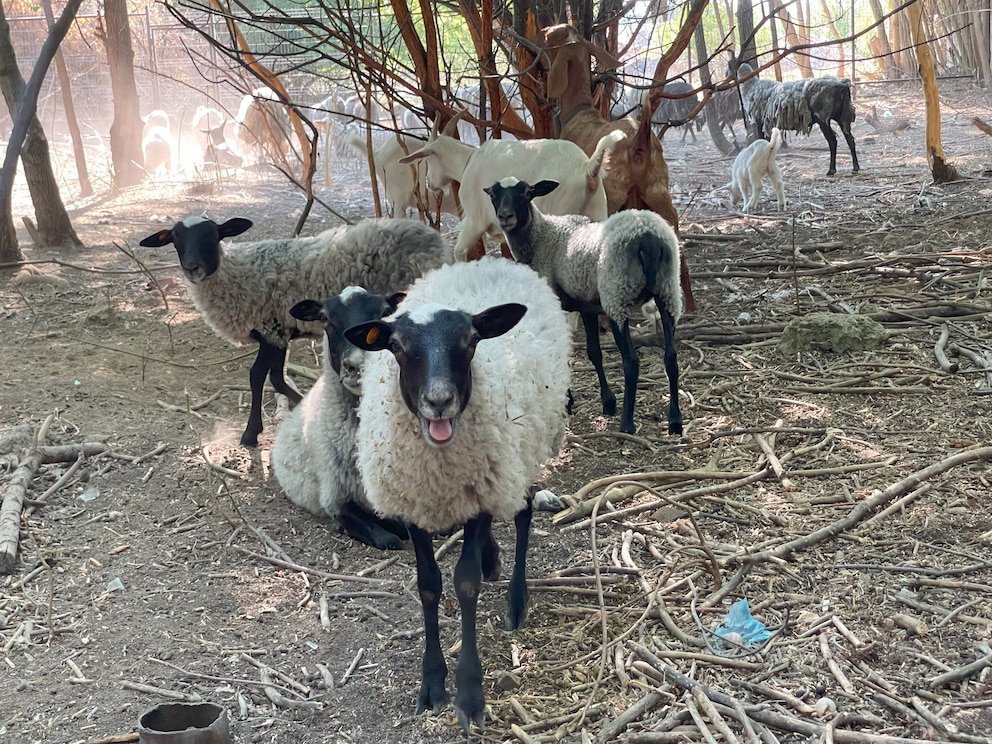 Von der Frontlinie gerettet und jetzt bei Animal Rescue Kharkiv in Sicherheit. Diese Tiere leben in der Zuflucht für Tiere – PETAs Global Compassion Fund ermöglicht die Arbeit vor Ort.