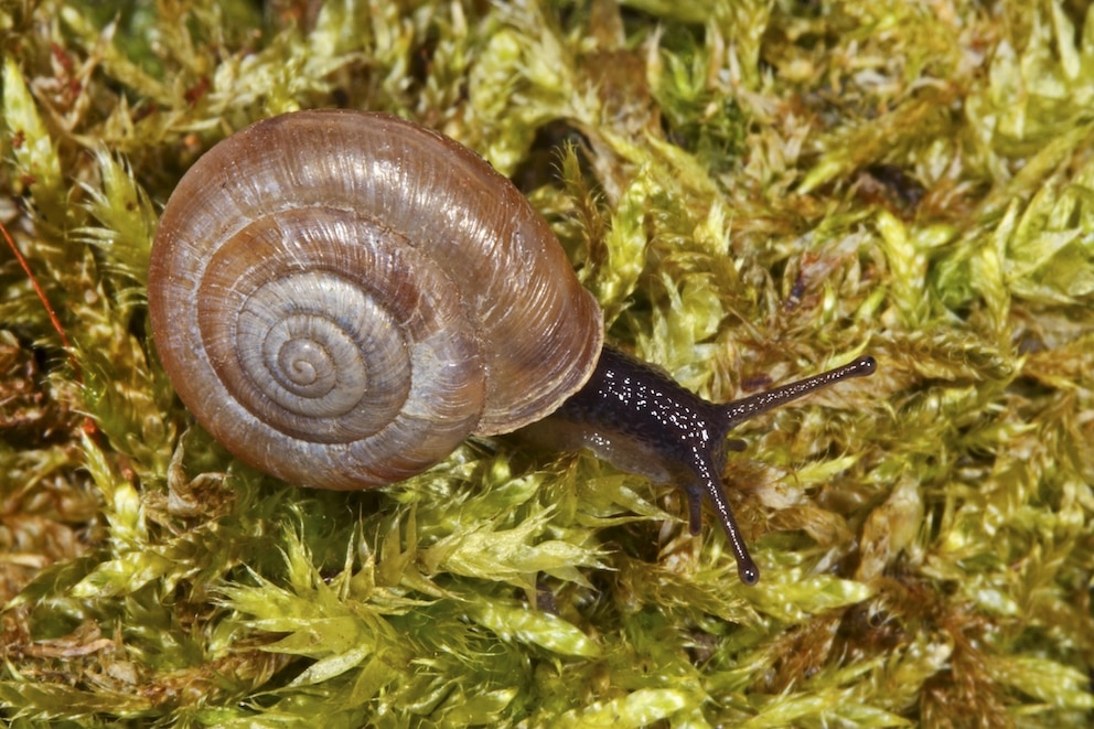 Halden-Haarschnecke, Haldenhaarschnecke (Trochulus graminicola, Trichia graminicola, Trochulus graminicolus), kriecht ueber Moos