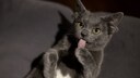Midas, die Katze mit vier Ohren, putzt sich und seine Zunge hängt heraus