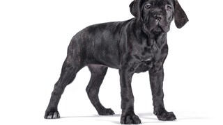 Ein Cane Corso Welpe auf weißem Hintergrund