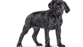 Ein Cane Corso Welpe auf weißem Hintergrund