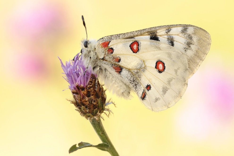 Mosel-Apollo, Moselapollo, Apollofalter, Roter Apollo (Parnassius apollo vinningensis), sitzt auf der Bluete einer Wiesenflockenblume, Deutschland, Rheinland-Pfalz | Apollo (Parnassius apollo vinningensis), sitting on a blossom of a brown knapweed, Germany, Rhineland-Palatinate