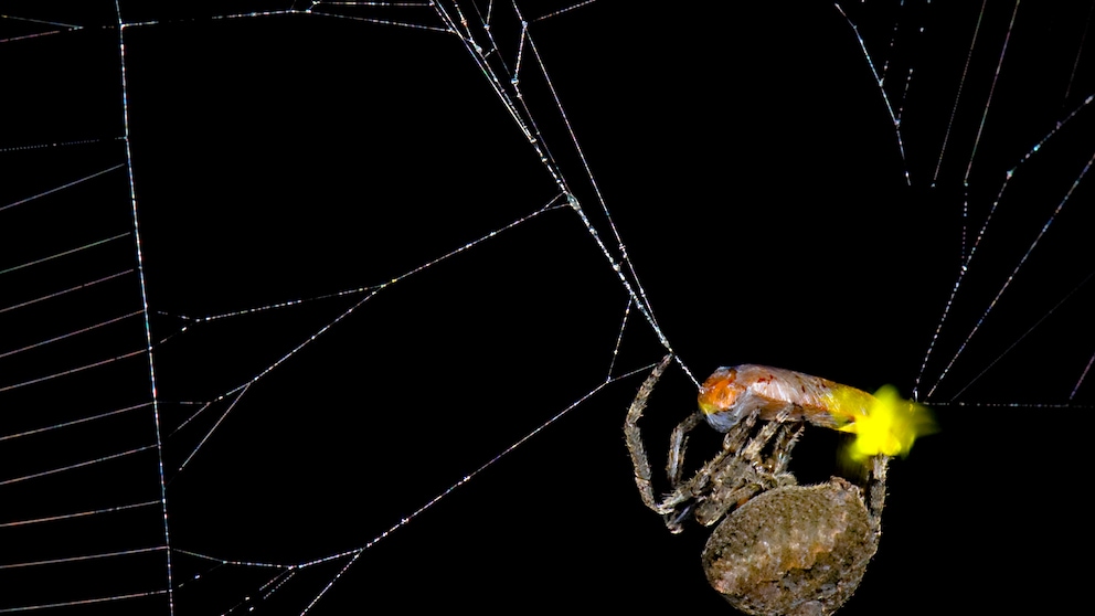 Diese Spinnenart nutzt das Licht gefangener Glühwürmchen, um weitere Beuteinsekten anzulocken.